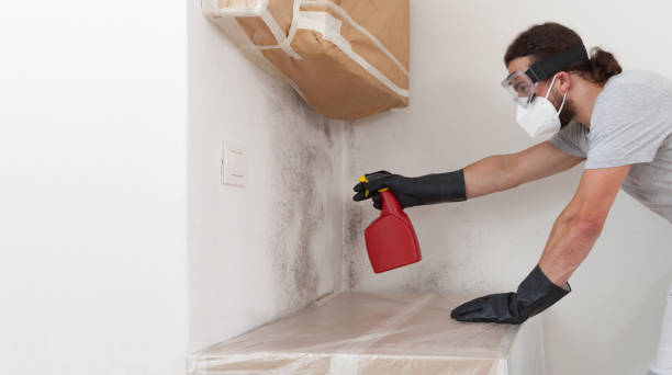 Professional Basement Mold Removal technician working in Smithmill, PA