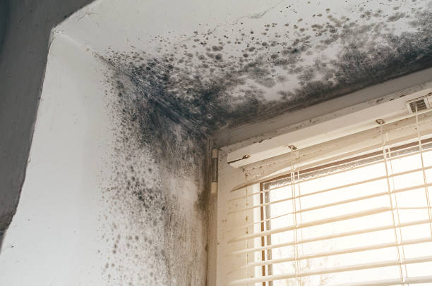 Affordable Basement Mold Removal solutions in Smithmill, PA