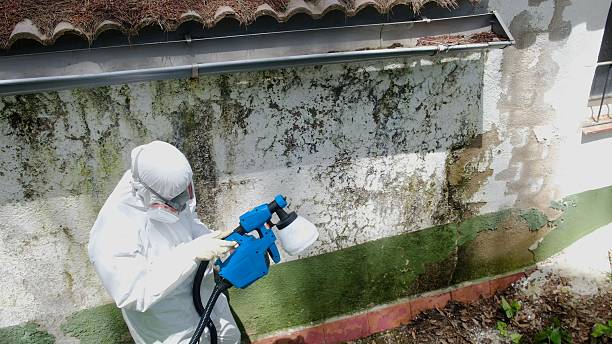 Top rated local Basement Mold Removal specialists in Smithmill, PA